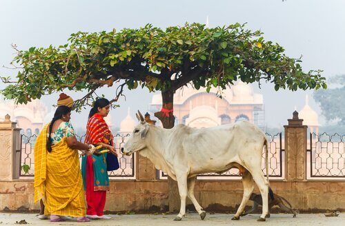 Mucca sacra passeggia per una strada dell'India
