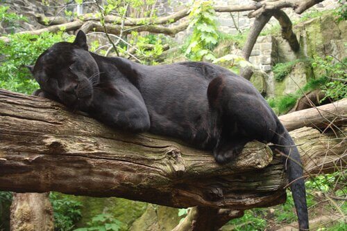 Pantera nera riposa su un ramo
