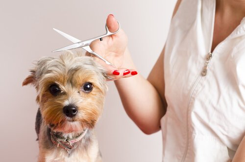 Che fare se il cane ha paura del parrucchiere?