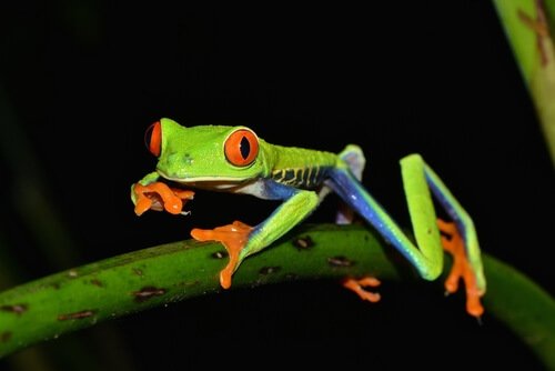 Raganella su stelo di una pianta