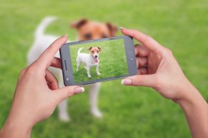 Consigli per fare video a cani e gatti