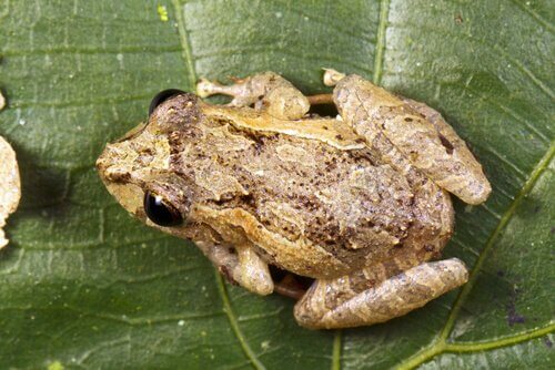 Rana appoggiata su una foglia verde