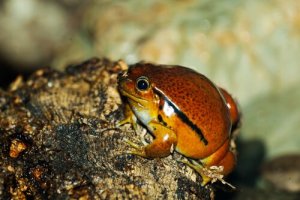 Le 5 rane più piccole del mondo