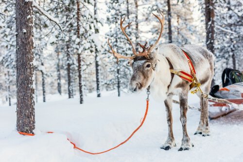 Una renna legata a un albero nella neve