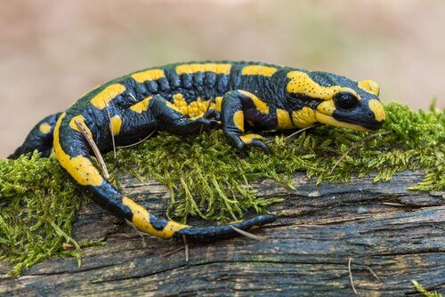 Salamandra dal tipico colore gialloblu sull'erba