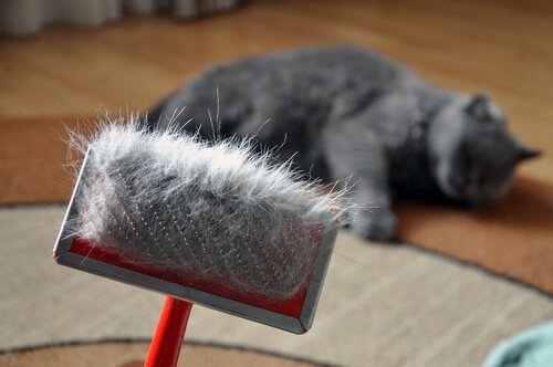 una spazzola con i peli di un gatto sdraiato sul fondo