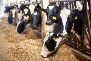 La riproduzione delle mucche e la produzione di latte