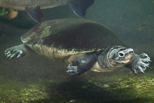 Tartaruga gigante malese mentre nuota
