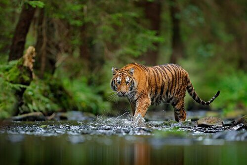 Tigre del bengala cammina in un corso d'acqua