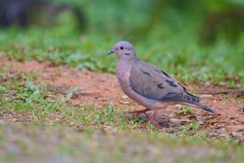 Tortora orecchiuta ferma su un prato
