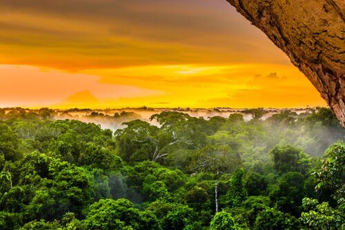 Rio delle Amazzoni, il fiume più vivo della Terra