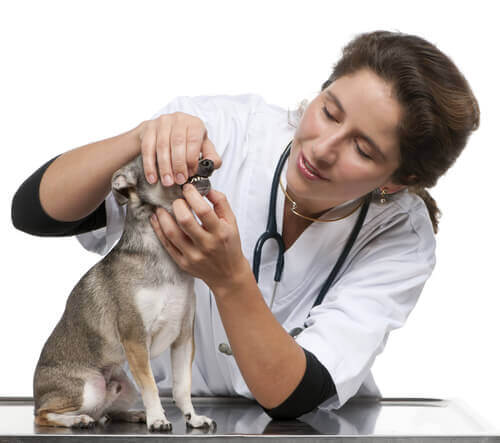 Impianti dentali per cani: cosa bisogna sapere