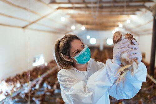una veterinaria visita una gallina da batteria