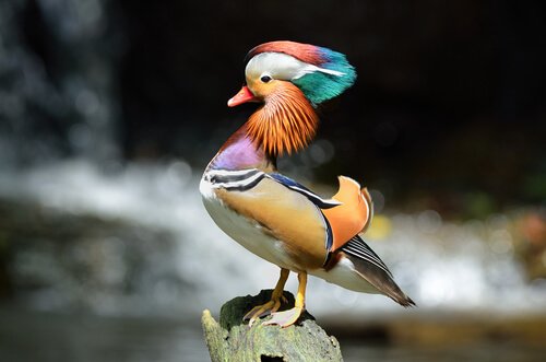 I 5 uccelli più colorati
