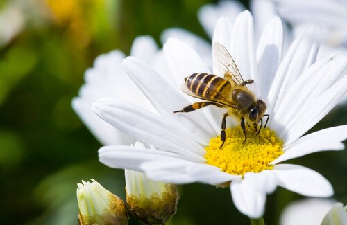 Senza api non c'è vita: la delicata situazione dell'ecosistema