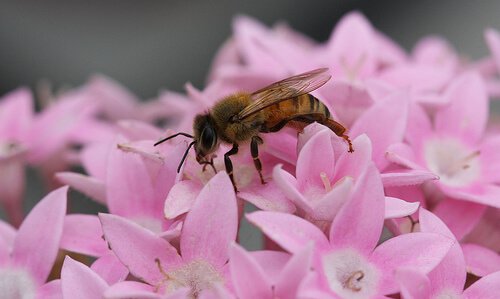 Impollinazione ape fiori