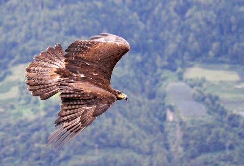 Aquila reale vola sopra una foresta