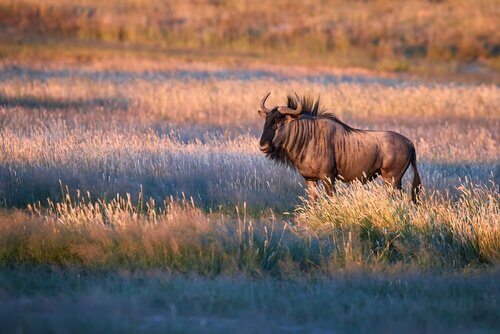 Gnu africano al tramonto nella savana