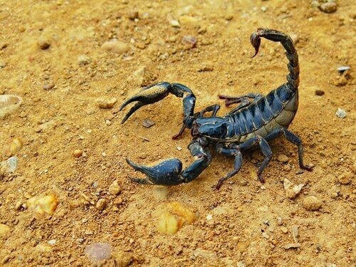Scorpione nel deserto