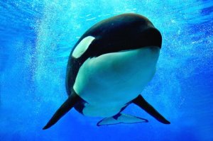Orca assassina, perché ha questo terribile nome?
