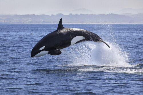Orca assassina salta tra i flutti marini