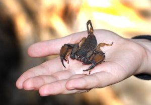 Puntura di scorpione? Ecco cosa bisogna fare