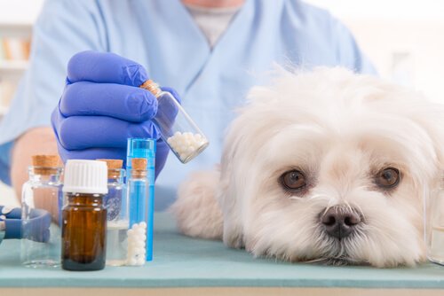 Veterinario cura cane con pastiglie