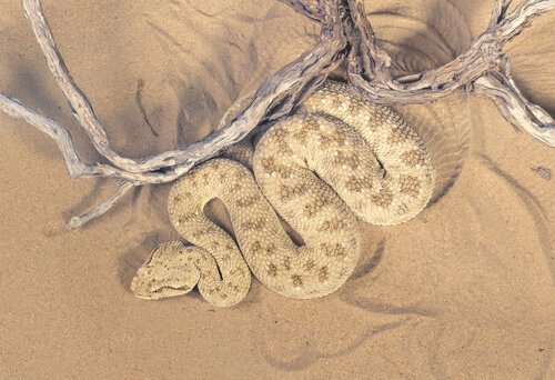 Vipera della sabbia tra animali del Sahara