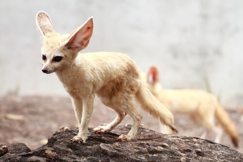 Due Fennec nel deserto