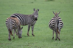 Cosa c’è da sapere sulla zebra?