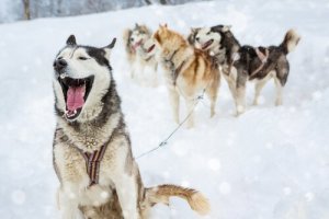 Ecco 4 categorie di nomi per un cane maschio