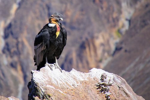 Condor delle Ande scruta il terreno da una montagna