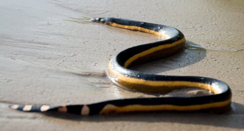 5 serpenti di mare che dovete conoscere