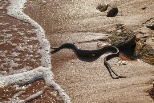 Serpente di mare testa nera sul bagnasciuga