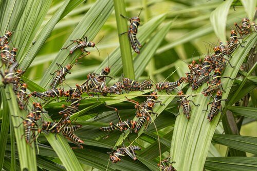 Locuste mentre aggrediscono delle piante