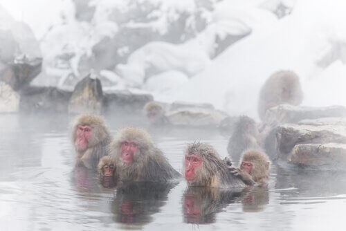 alcune scimmie nei bagni termali sulla neve