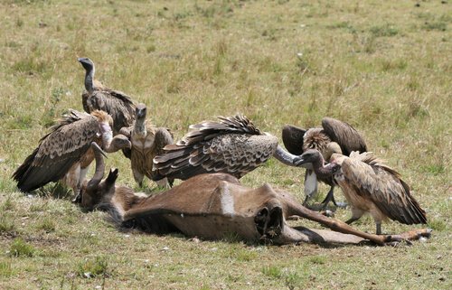 avvoltoi divorano carcassa