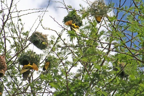 Nidi sospesi fatti da uccelli tessitori