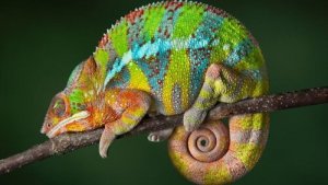 Conosciamo gli animali che possono cambiare colore