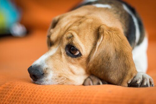 Beagle che ha bisogno dello psicologo per animali