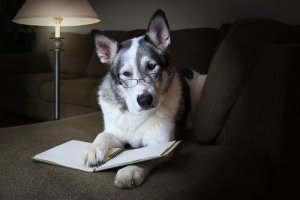 Come migliorare le abilità sociali del cane