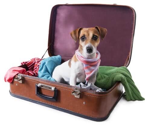 cagnolino della valigia