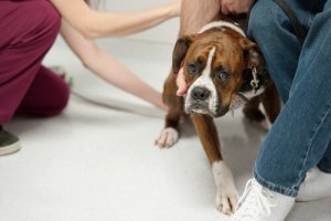 Cane timoroso: come aiutarlo a superare le sue paure