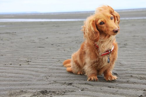 Cane con il pelo lungo in spiaggia