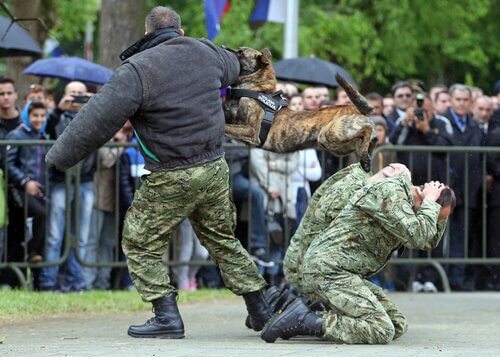 Allenamento cane poliziotto