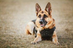 Consigli sui nomi da dare ad un cane poliziotto