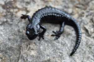 Scopriamo insieme le caratteristiche della fauna delle Alpi