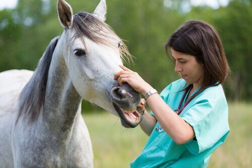 Cavallo con bocca aperta visitato da veterinaria.