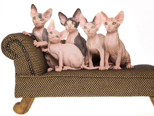 cinque gatti egiziani senza pelo sul sofa