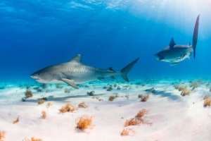 5 forme di coda nei pesci